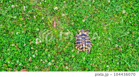 公園を散歩をする東ヘルマンリクガメ 104436070