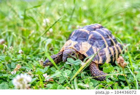 公園を散歩をする東ヘルマンリクガメ 104436072