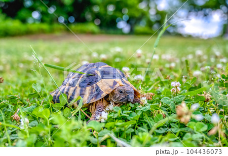 公園を散歩をする東ヘルマンリクガメ 104436073