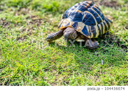 公園を散歩をする東ヘルマンリクガメ 104436074