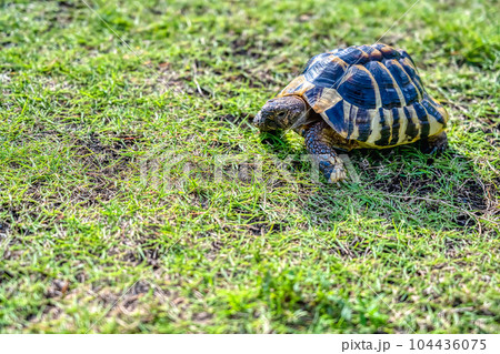 公園を散歩をする東ヘルマンリクガメ 104436075