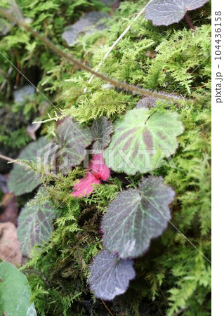 苔の上に生えるユキノシタ 104436158