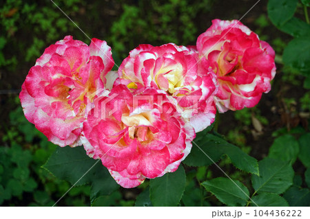 薔薇3 薔薇3 104436222
