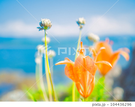 新潟県村上市　笹川流れの岩ユリの花 104436296