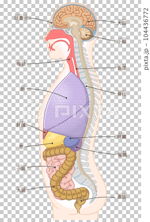 Human body diagram, side view, internal organs... - Stock Illustration