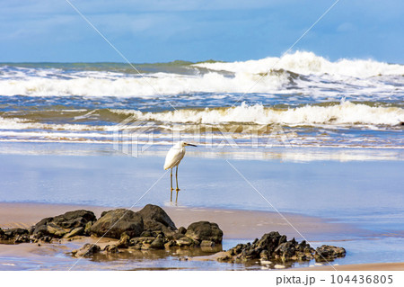 White egret perched on the beach sand with the waves White egret perched on the beach sand with the waves 104436805