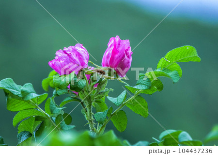 薫り高いハマナスの花　バラの原種のハマナスの花はバラの香り 104437236