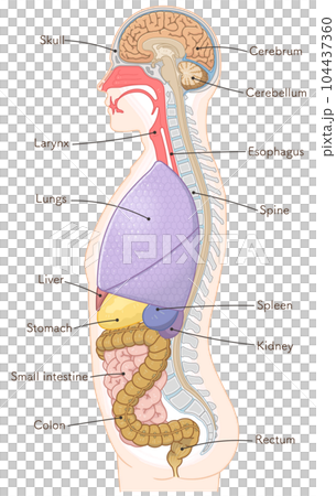 organ, entrail, internal organ 104437360