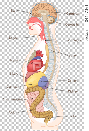 entrail, internal organ, brain 104437361
