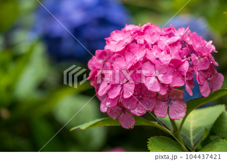 三室戸寺の紫陽花　六月 104437421