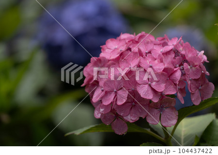 三室戸寺の紫陽花　六月 104437422