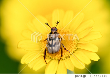 セマダラコガネ 104437440