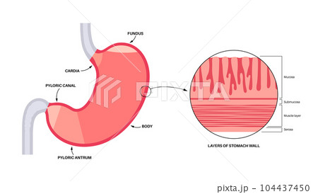 Mucous membrane structure 104437450
