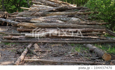Wooden Logs Stacked In The Woods 104437470