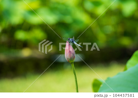 湿原にいるトンボ 湿原にいるトンボ 104437581