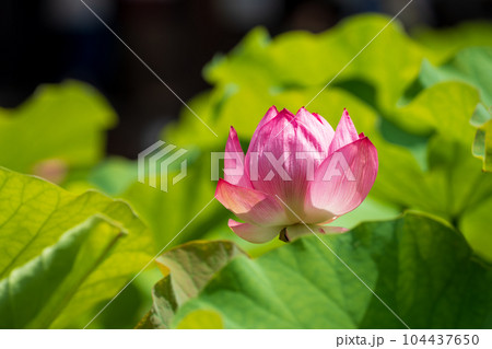 ハスの花びら 104437650