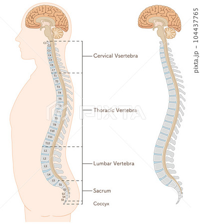 human figure sideview,spine,illustration human figure sideview,spine,illustration 104437765
