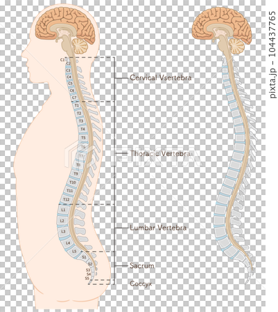 cerebral, schematic, vector 104437765