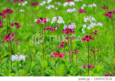 中禅寺湖　千手ヶ浜のクリンソウ（栃木県日光市） 104437810