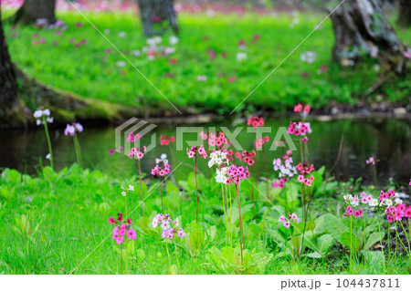 中禅寺湖　千手ヶ浜のクリンソウ（栃木県日光市） 104437811