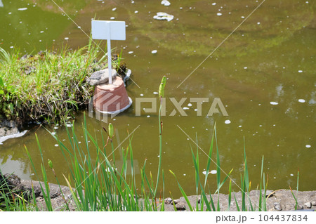 カマヤマショウブ カマヤマショウブ 104437834