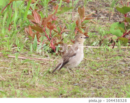 よちよち歩くコムクドリの幼鳥 よちよち歩くコムクドリの幼鳥 104438328