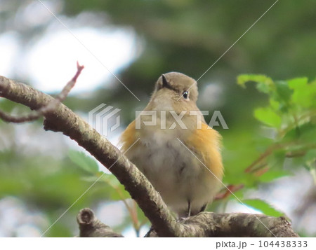 富士山で会えた野鳥のルリビタキ 104438333