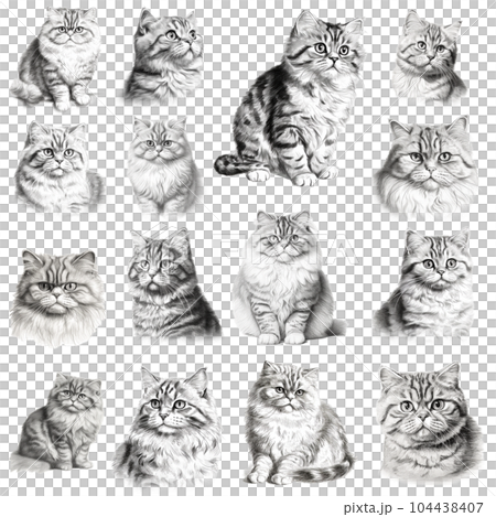 Cat set Cat set 104438407