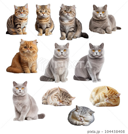 猫セット 猫セット 104438408