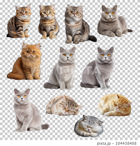 Cat set 104438408