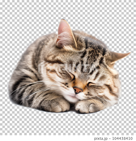 おやすみ猫 104438410