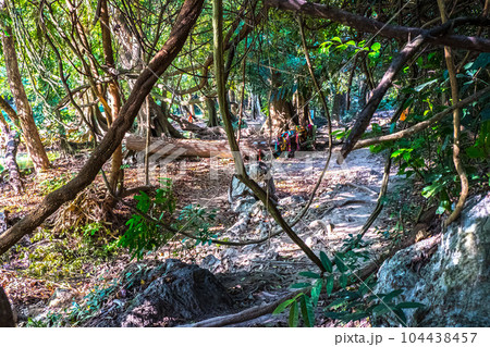 Vibrant, Green Forest With Lots Of Trees And Bushes And Fallen Log On The Ground Vibrant, Green Forest With Lots Of Trees And Bushes And Fallen Log On The Ground 104438457