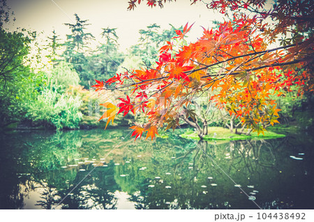 Autumn leaf in Front Lake Park in china nature background Autumn leaf in Front Lake Park in china nature background 104438492