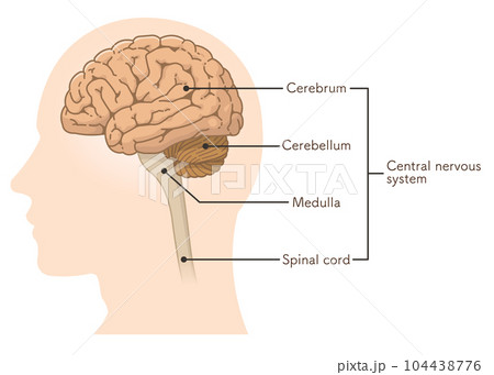 central nervous system、brain、cerebrum、cerebellum、i 104438776