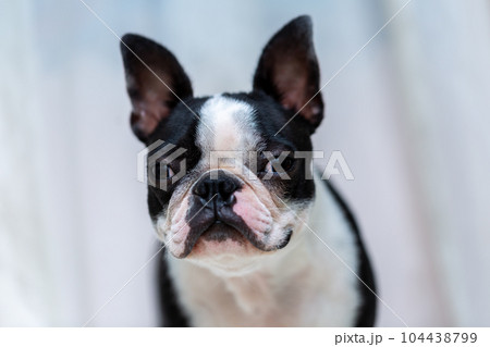 愛犬のボストンテリア 104438799