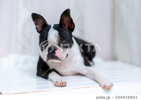 愛犬のボストンテリア 104438801