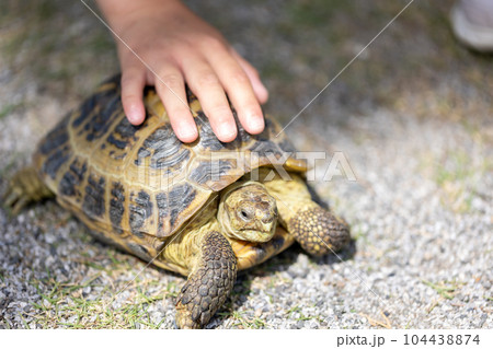 散歩するロシア陸亀　ロシアリクガメ　陸亀 104438874
