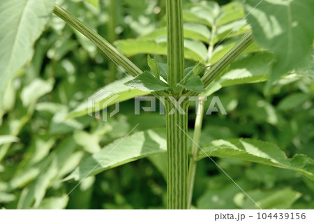 ソクズの茎 ソクズの茎 104439156