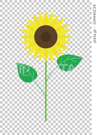 Sunflower 1 Sunflower 1 104440239