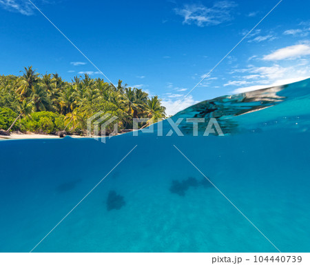 Under and above water surface view of underwater life. 104440739
