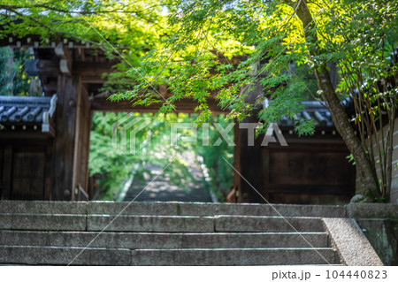 虚空蔵法輪寺の初夏、山門の先に続く石段と青もみじ 虚空蔵法輪寺の初夏、山門の先に続く石段と青もみじ 104440823