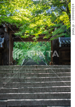 虚空蔵法輪寺の初夏、山門の先に続く石段と青もみじ 104440824