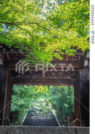 虚空蔵法輪寺の初夏、山門の先に続く石段と青もみじ 104440826