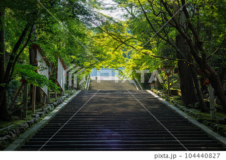 虚空蔵法輪寺の初夏、梅雨の晴れ間が照らす石段と青もみじ 104440827