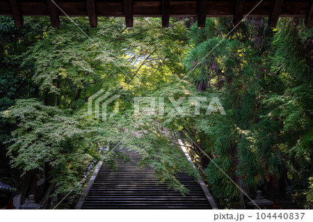 虚空蔵法輪寺の初夏、梅雨の晴れ間が照らす石段と青もみじ 虚空蔵法輪寺の初夏、梅雨の晴れ間が照らす石段と青もみじ 104440837