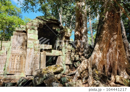Image of enormous tropical tree roots encroaching and causing damage to ancient Khmer buildings in Cambodia. Image of enormous tropical tree roots encroaching and causing damage to ancient Khmer buildings in Cambodia. 104441217