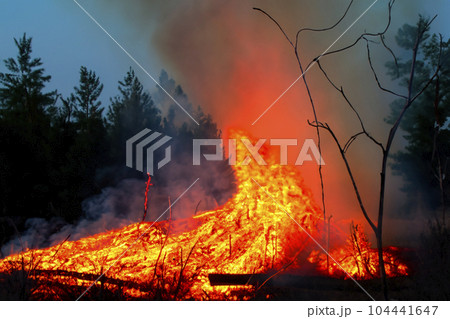 Forest fire. Forest fire in progress. Wildfire. Large flames of forest fire. Forest fire in the afternoon. Grass and trees are burning. Fire and smoke. Forest fire. Forest fire in progress. Wildfire. Large flames of forest fire. Forest fire in the afternoon. Grass and trees are burning. Fire and smoke. 104441647