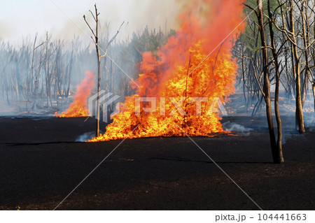 Forest fire. Forest fire in progress. Wildfire. Large flames of forest fire. Forest fire in the afternoon. Grass and trees are burning. Fire and smoke. 104441663