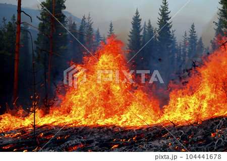 Forest fire. Forest fire in progress. Wildfire. Large flames of forest fire. Forest fire in the afternoon. Grass and trees are burning. Fire and smoke. Forest fire. Forest fire in progress. Wildfire. Large flames of forest fire. Forest fire in the afternoon. Grass and trees are burning. Fire and smoke. 104441678