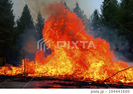 Forest fire. Forest fire in progress. Wildfire. Large flames of forest fire. Forest fire in the afternoon. Grass and trees are burning. Fire and smoke. 104441680